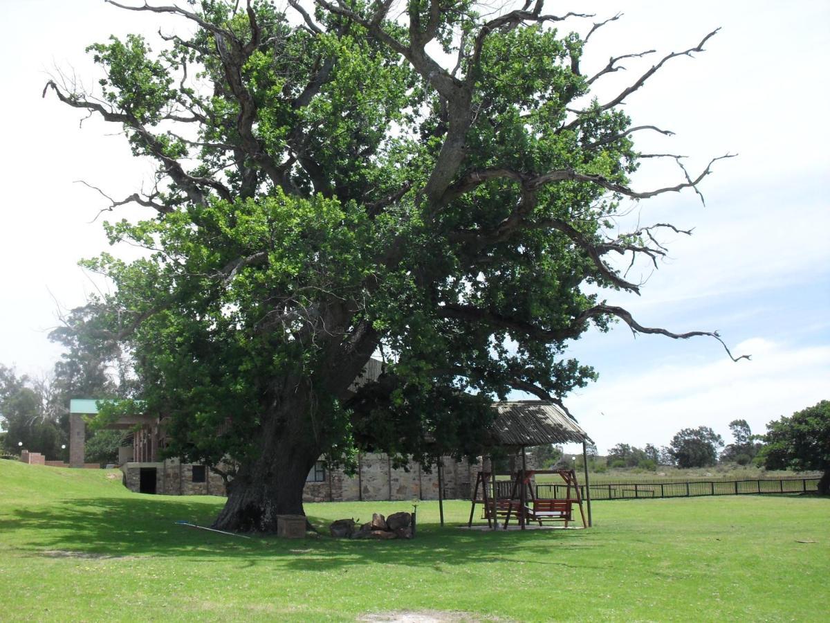 Soloko Game Farm Villa Kareedouw Bagian luar foto