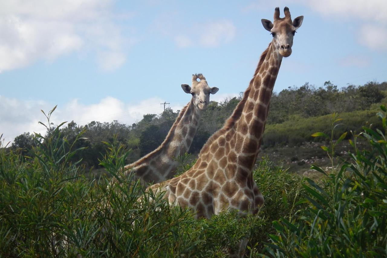 Soloko Game Farm Villa Kareedouw Bagian luar foto
